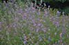 [commonmallow4]