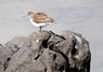 [commonsandpiper1]