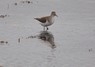 [commonsandpiper4]