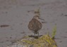 [commonsandpiper8]