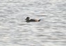 [commonscoter1]