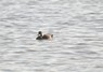 [commonscoter2]