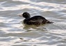 [commonscoter3]