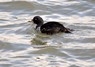 [commonscoter4]