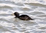 [commonscoter5]