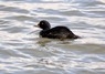 [commonscoter6]