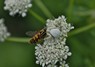 [commontigerhoverfly1]