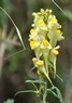 [commontoadflax1]