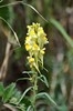 [commontoadflax2]