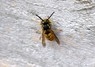 [commonwasp4]