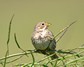 [cornbunting1]