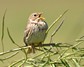 [cornbunting3]