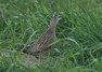 [corncrake1]