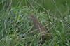 [corncrake2]