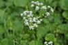 [cowparsley1]