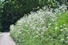 [cowparsley2]