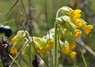 [cowslip4]