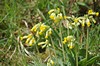 [cowslip5]