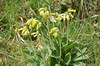 [cowslip6]