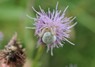 [crabspider1]