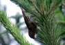 [crossbill1]