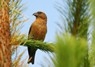 [crossbill3]