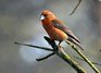 [crossbill7]