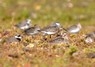 [curlewsandpiper2]