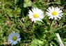 [daisy1]