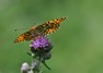 [darkgreenfritillary4]