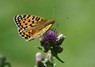 [darkgreenfritillary5]