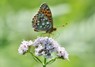 [darkgreenfritillary6]