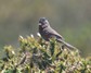 [dartfordwarbler1]