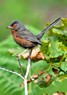 [dartfordwarbler10]