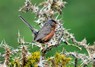 [dartfordwarbler11]