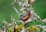 [dartfordwarbler12]