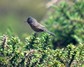 [dartfordwarbler2]