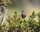 [dartfordwarbler3]