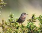 [dartfordwarbler4]