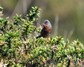 [dartfordwarbler5]