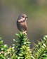 [dartfordwarbler7]