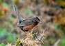 [dartfordwarbler9]