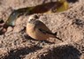 [desertwheatear2]