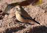 [desertwheatear3]