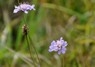 [develsbitscabious2]