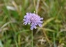 [devilsbitscabious1]