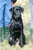 [dog11]