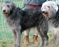 [dog13]