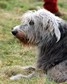 [dog15]