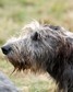 [dog16]